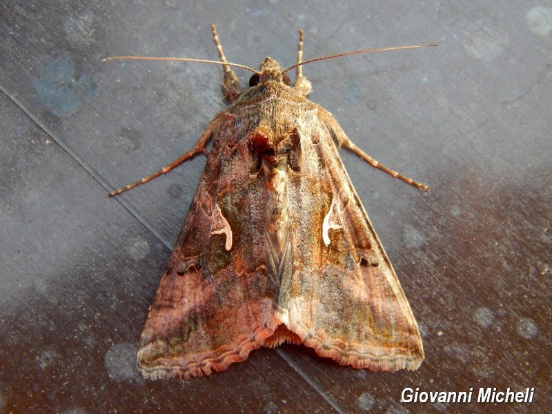 Autographa gamma particolarmente illuminata